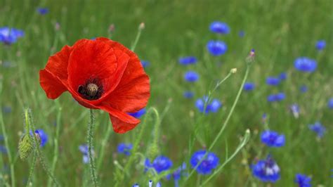 How & When To Plant Poppy Seeds: 5 Simple Steps | House Grail