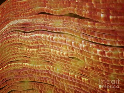 Microscopic View Of Nerve Fibers Digital Art by Stocktrek Images - Fine Art America