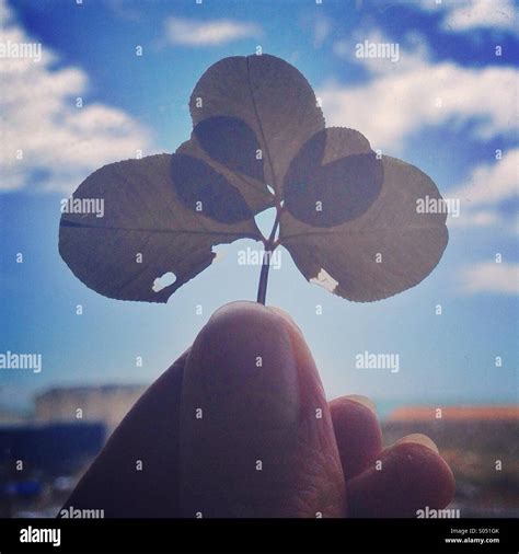 Lucky five leaf clover Stock Photo - Alamy