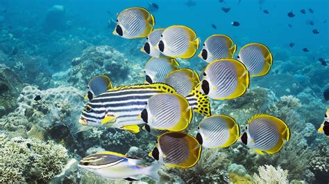 Group of swimming ropical fish - All Best Desktop Wallpapers