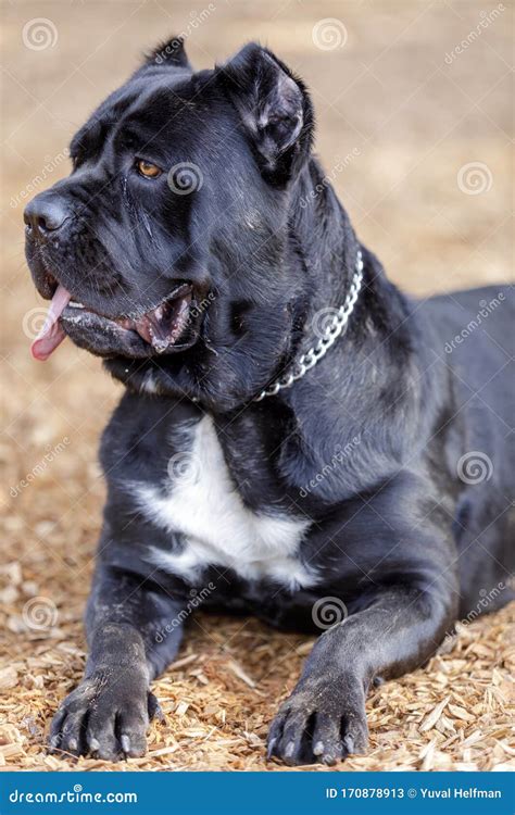 Black Brindle Cane Corso Italian Mastiff Female Puppy Resting Stock Image - Image of large ...