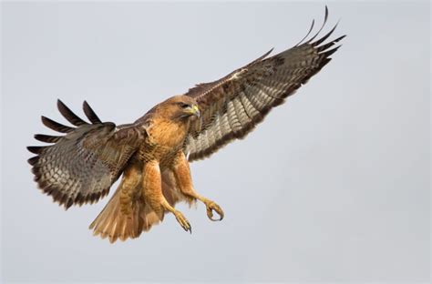 6 Species of Hawk in Georgia (Inc. Awesome Photos) - Birds Advice