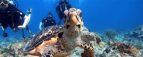 Scuba Diving Packages in St. Thomas