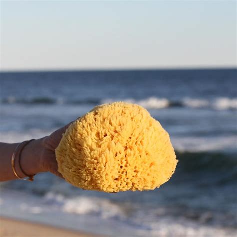 Yellow Sea Sponge – BROOK FARM GENERAL STORE