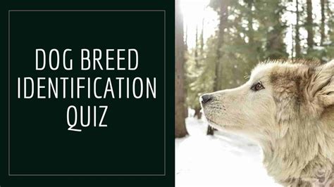 hard dog breed identification quiz Archives | Dogs Lovers Blog