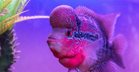 Types Of Flowerhorn Fish With Pictures | Best Flower Site