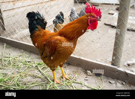 Aviculture breeding hi-res stock photography and images - Alamy