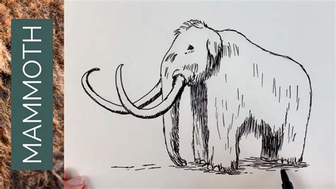 How to draw a woolly MAMMOTH - YouTube