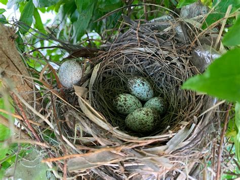 Where Do Cardinals Nest? [Nesting Habits & Facts] - Birdwatching Buzz