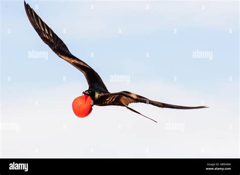 Male frigate bird flying in full breeding plumage Stock Photo - Alamy