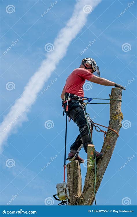 Tree Surgeon Using His Safety Rope Stock Image - Image of harness, danger: 189682557