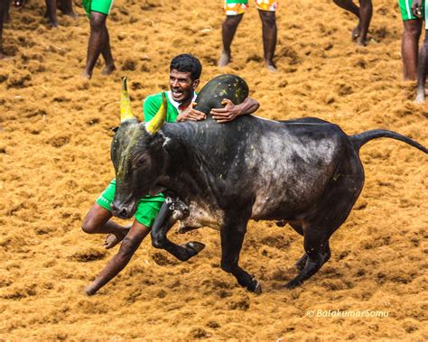 Jallikattu Wallpapers - Wallpaper Cave