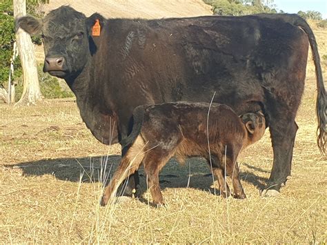 Australian Lowline Cattle & Genetics For Sale - ALCA