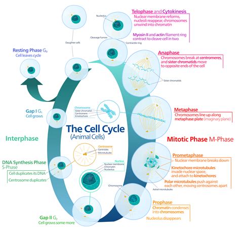 Pin on Bio-Sciences | Cell cycle, Biology for kids, Animal cell