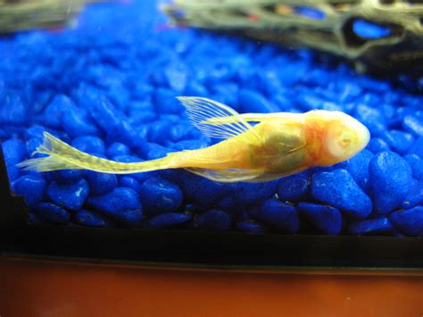 Longfin Albino Bristlenose Pleco photos @ Shrimp Tank