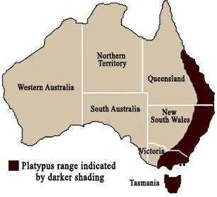 Platypus - Australia's Physical Features