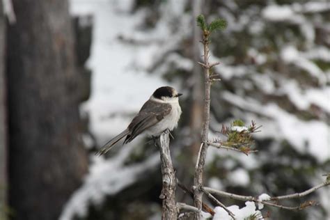 Camp robber bird | Robert Beckman | Flickr