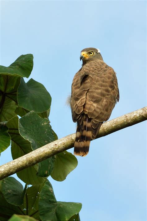 The Amazing Life: Roadside Hawk (Buteo magnirostris) of Belize