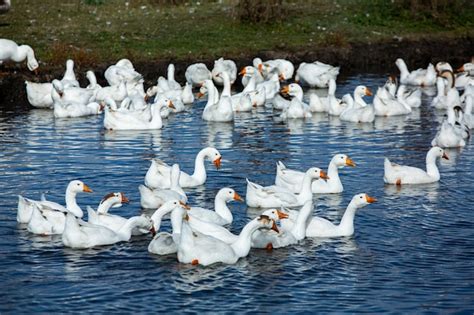 Premium Photo | A flock of white geese swims in the water of the lake