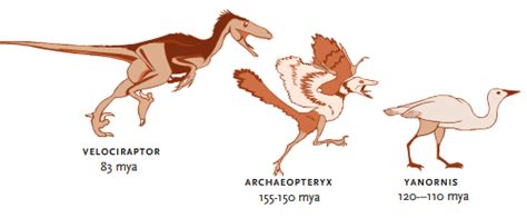 What are transitional fossils and why are they important to the fossil ...