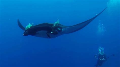 Manta Rays Prefer Staycations Over Long Migrations | Ocean animals, Manta ray, Ocean creatures