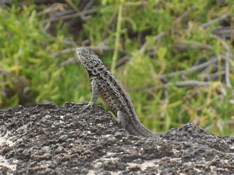 Lava lizards | Lava lizards do push-ups because they are ver… | Flickr