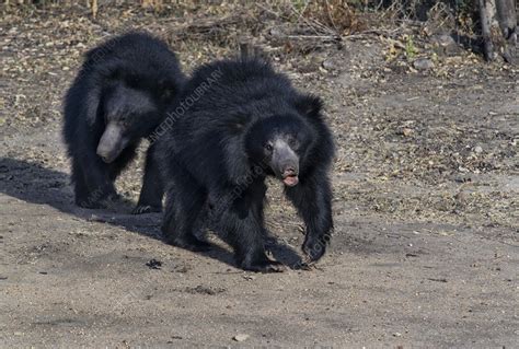 Sloth bear cubs - Stock Image - C051/6204 - Science Photo Library