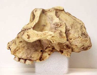 Paranthropus robustus skull, side view :: CSHL DNA Learning Center