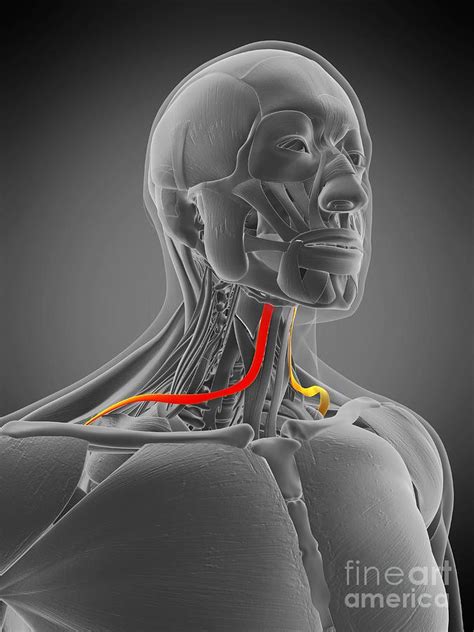 Omohyoid Muscle #9 Photograph by Sebastian Kaulitzki/science Photo Library - Pixels