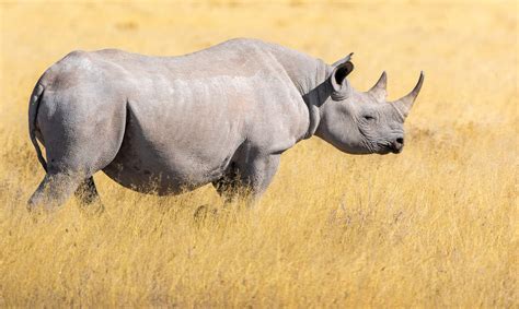 Black Rhinoceros - Endangered Species - Endangered Wonders