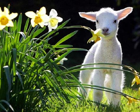 🔥 [50+] Spring Baby Animals Desktop Wallpapers | WallpaperSafari