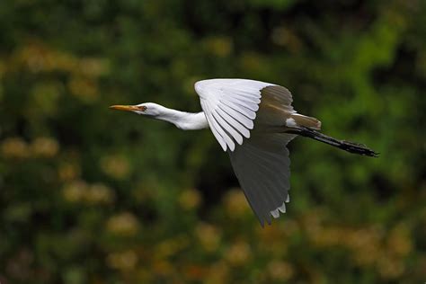 Cattle Egret In Flight Photograph by Alex Sukonkin