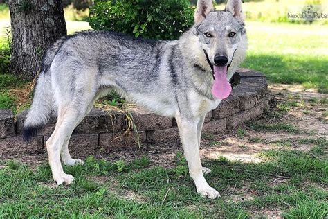 Gilly: Czechoslovakian Wolfdog puppy for sale near Memphis, Tennessee. | 9a4e6e84-ea01