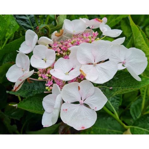 Hydrangea macrophylla 'Lanarth White'