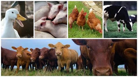 Updates On Intelligent Animal Production Systems – Vent System