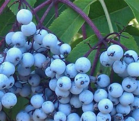 Blue Elderberry Seeds - Etsy