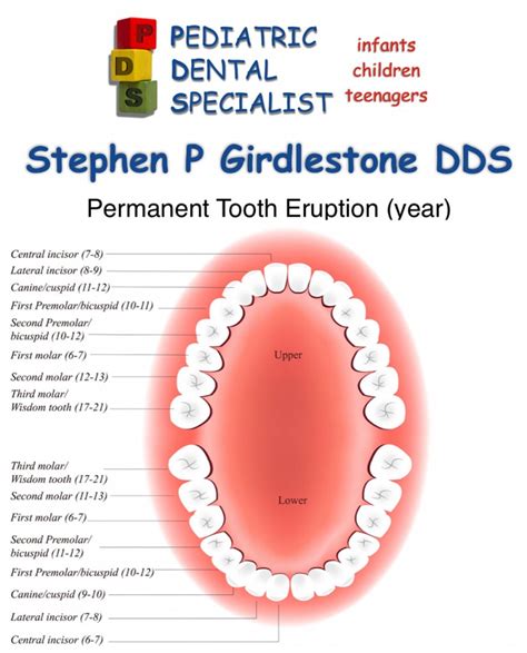 normal eruption permanent teeth