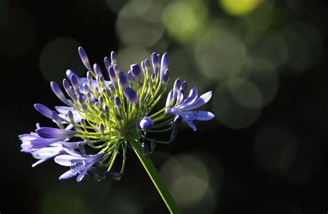 Kirstenbosch, Cape Town | Kirstenbosch is the famous botanic… | Flickr