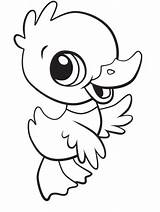 Baby Duck Coloring Page » Turkau sketch template