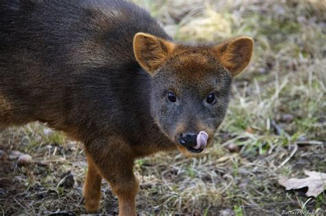 Pudu deer by Michela Botta / 500px