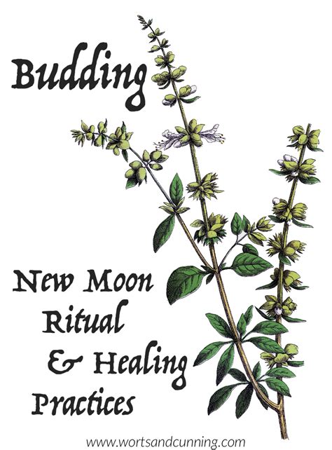 Budding: New Moon Ritual & Healing Practices — Worts + Cunning ...