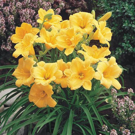 Spring Hill Nurseries Stella De Oro Daylily (Hemerocallis) Yellow ...