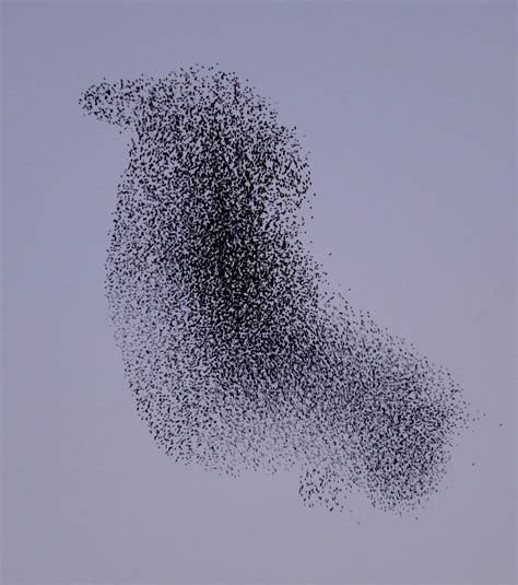 A murmuration of starlings takes the shape of a bird! : r/mildlyinteresting