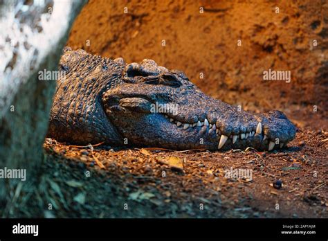 Head and teeth of a Siamese crocodile (Crocodylus Siamensis Stock Photo ...