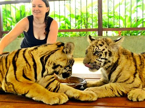 Tiger Kingdom Tour Phuket Nature & Wildlife Areas • Zoos