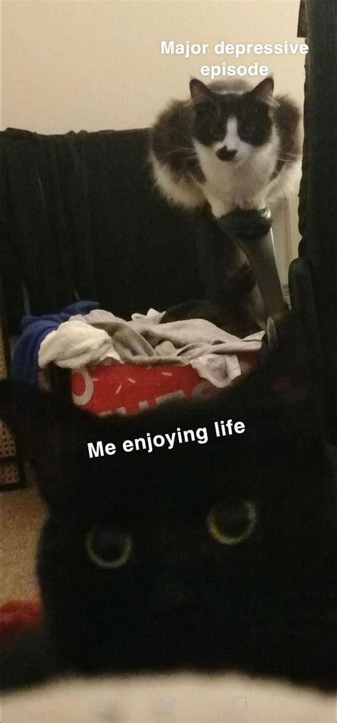 sent my friend a photo of my cats and she turned it into a meme template : r/cats