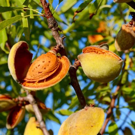 Are Almond Trees Drought Tolerant at Ronnie Moronta blog