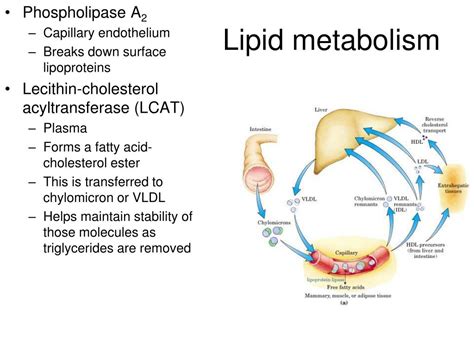 PPT - Lipid metabolism PowerPoint Presentation, free download - ID:4187488