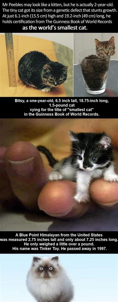 Guinness World Records Smallest Cat