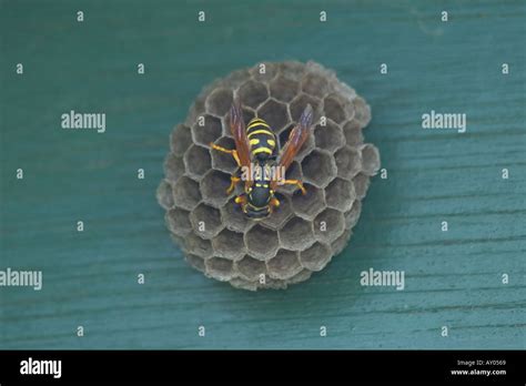 wasps nest Common Wasp Stock Photo - Alamy